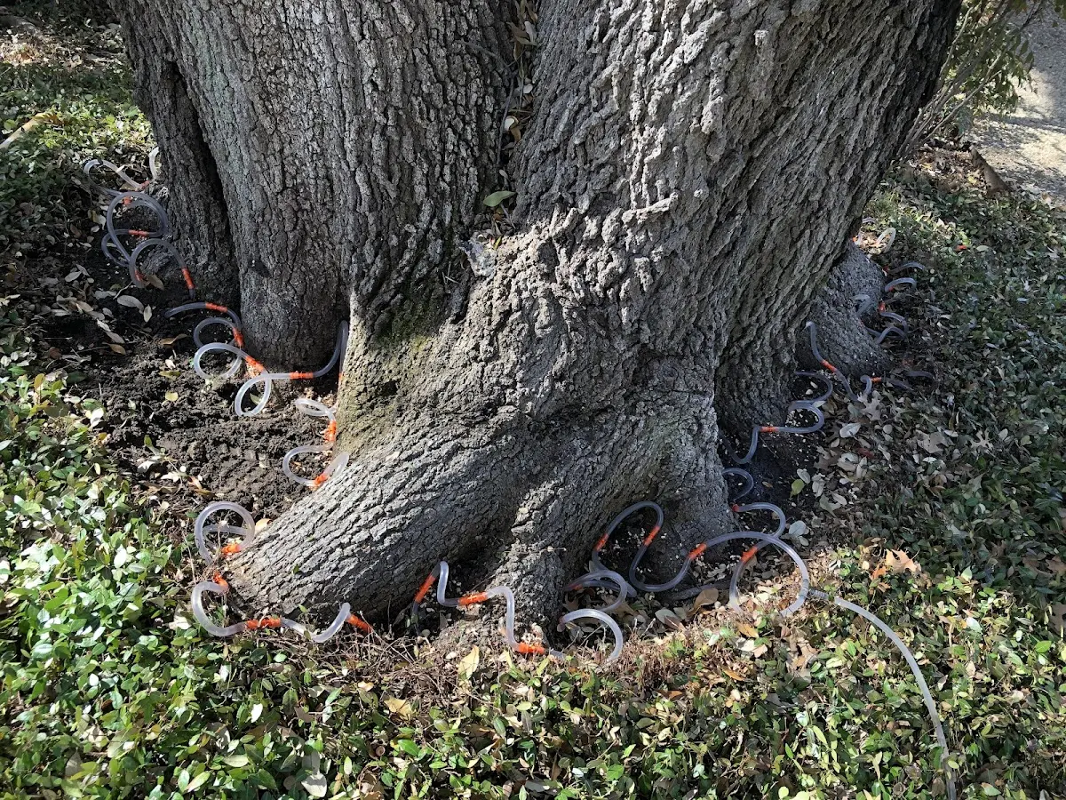 Detailed Tree Cabling and Bracing job site in Passadumkeag