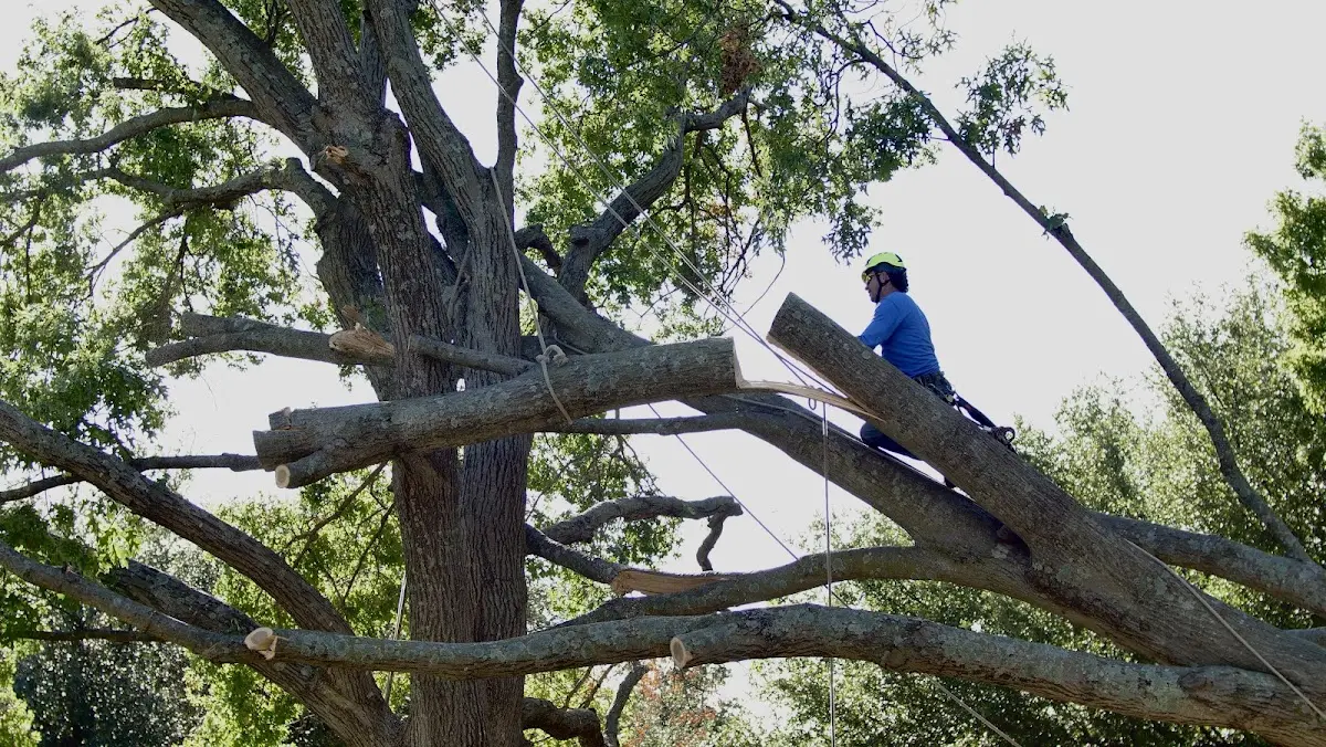Professional Crown Thinning performed by certified arborists in Passadumkeag