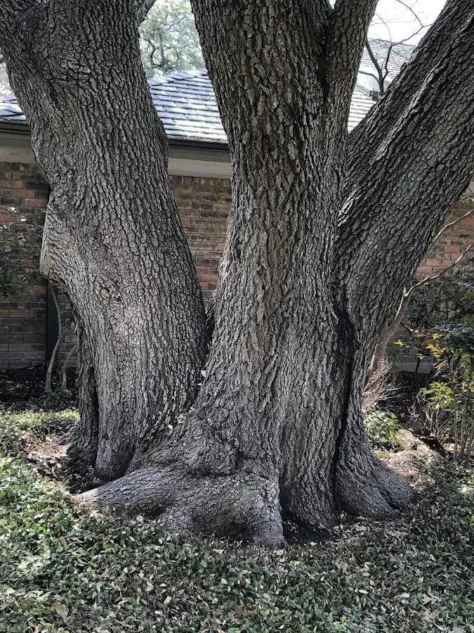 Mature heritage tree close to a Passadumkeag property cared for by certified arborists